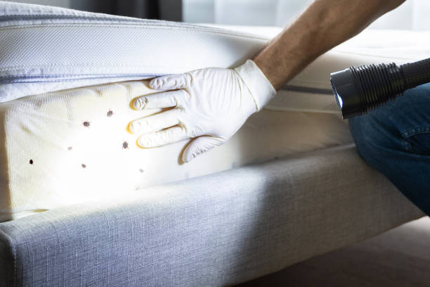 Best Pest Removal Services  in Ashland, MO