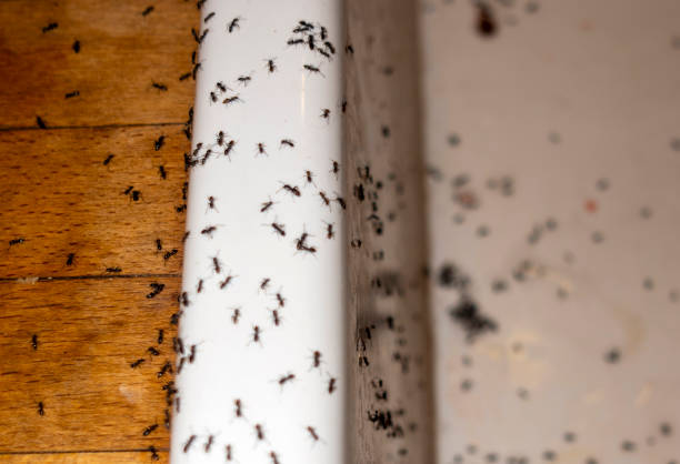 Best Pest Control Near Me in Ashland, MO